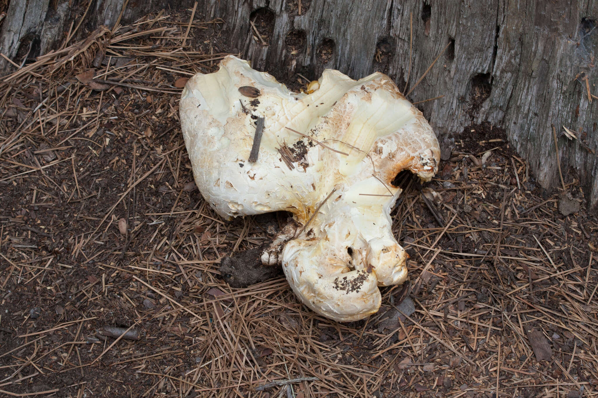 Image of Neolentinus ponderosus (O. K. Mill.) Redhead & Ginns 1985