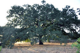 Image of Quercus ithaburensis Decne.