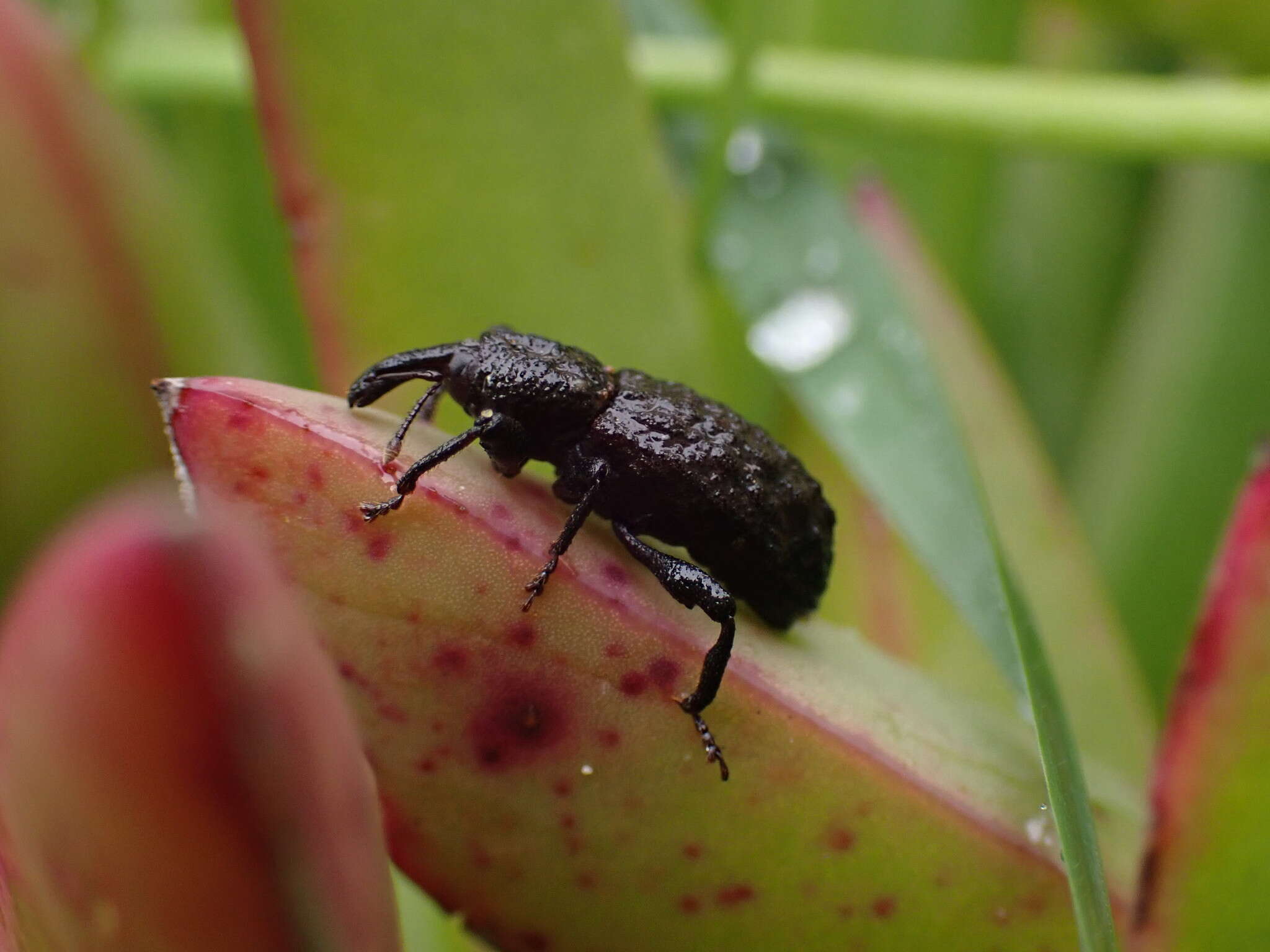 Plancia ëd Steremnius carinatus Dalla Torre & Schenkling 1932