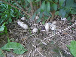 Image of Stinkhorn