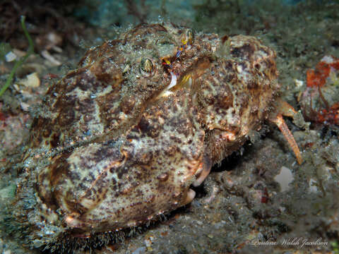 Image of yellow box crab