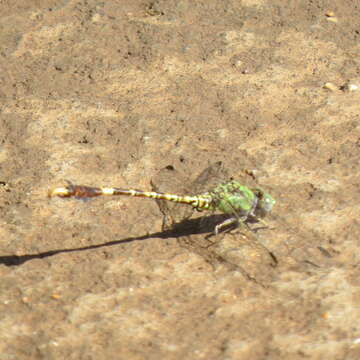 Image of Common Hooktail