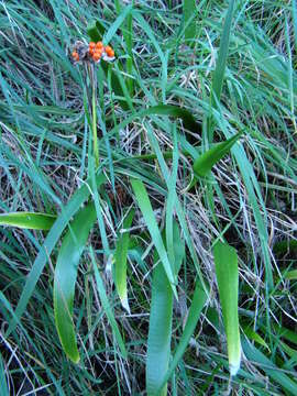 Image of stinking iris