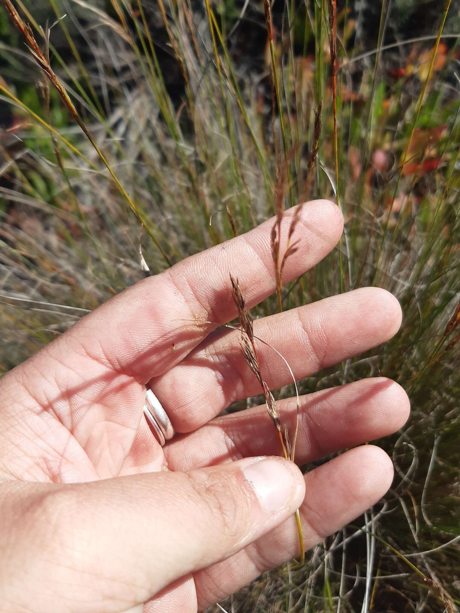 Imagem de Tetraria ligulata (Boeckeler) C. B. Clarke