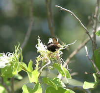 Image of Eastern Carpenter Bee