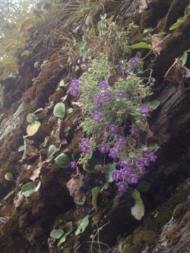 Image of Campanula wattiana B. K. Nayar & Babu