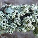 Image of parmotrema lichen