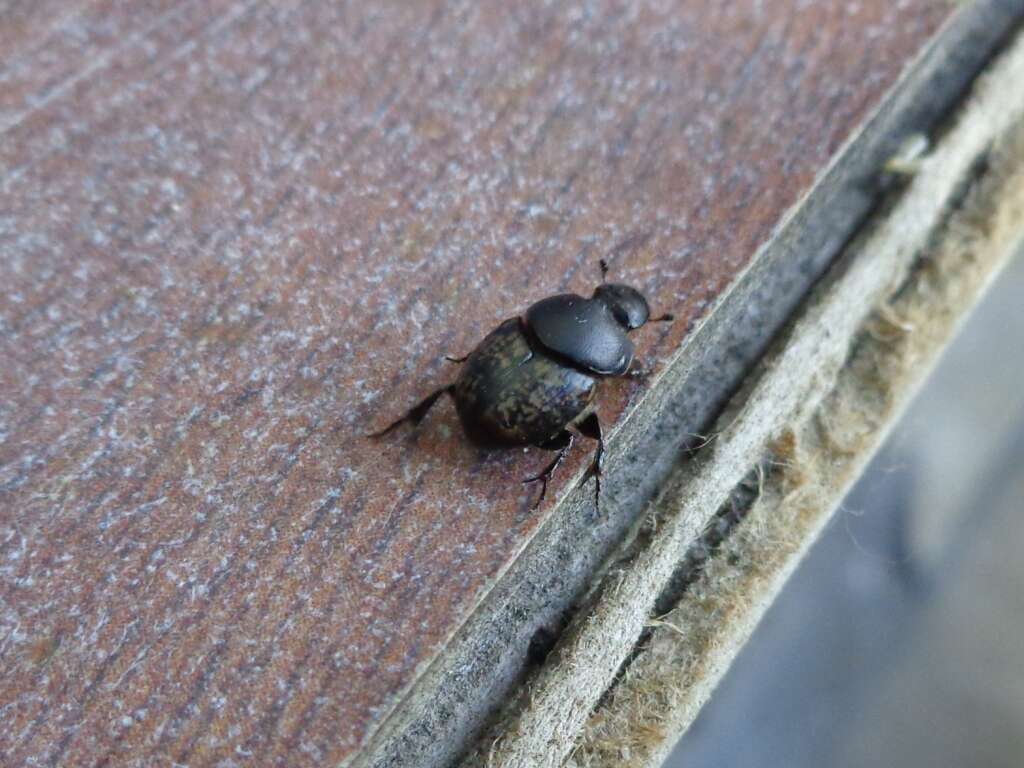 Image of Onthophagus (Palaeonthophagus) vacca (Linnaeus 1767)