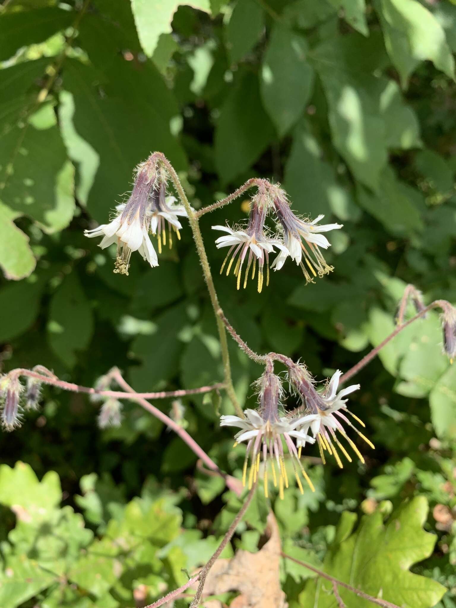 Image of barbed rattlesnakeroot