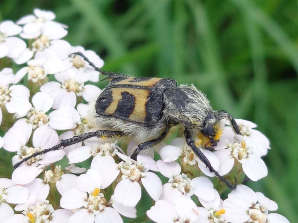 Image of Bee beetle