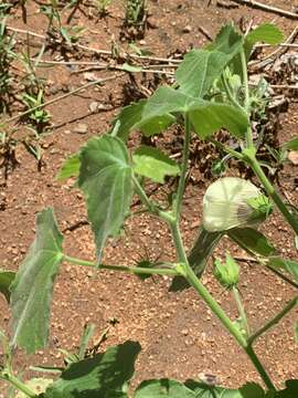 Hibiscus vitifolius L.的圖片