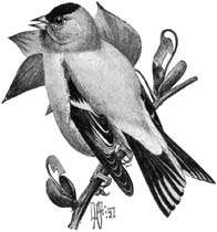 Image of American Goldfinch