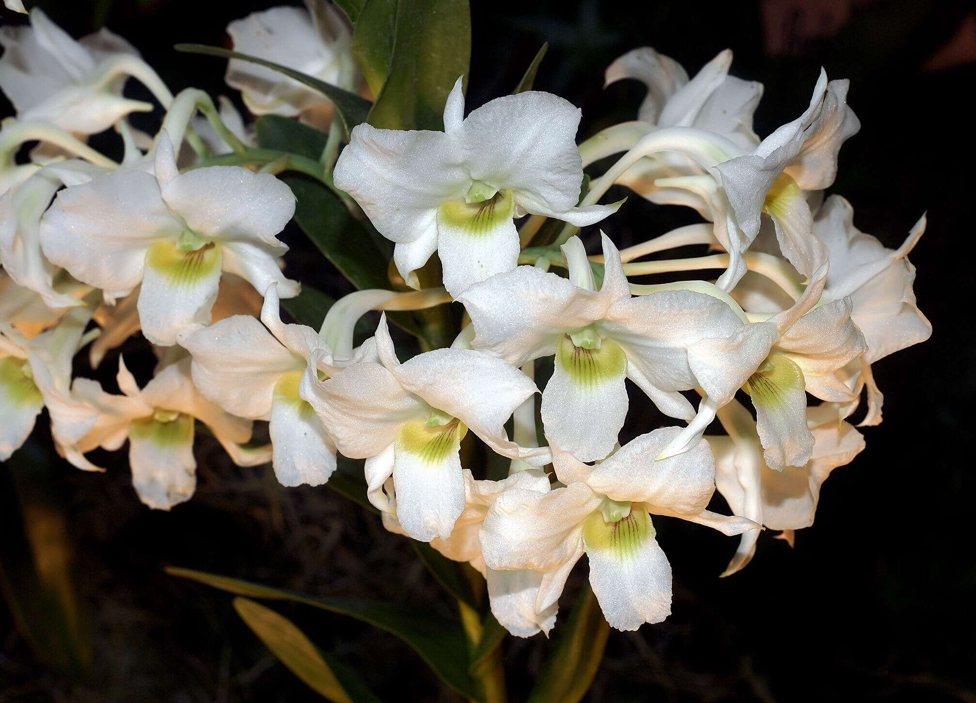 صورة Dendrobium dearei Rchb. fil.