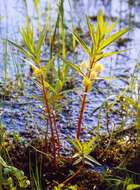 Image of Tufted Loosestrife