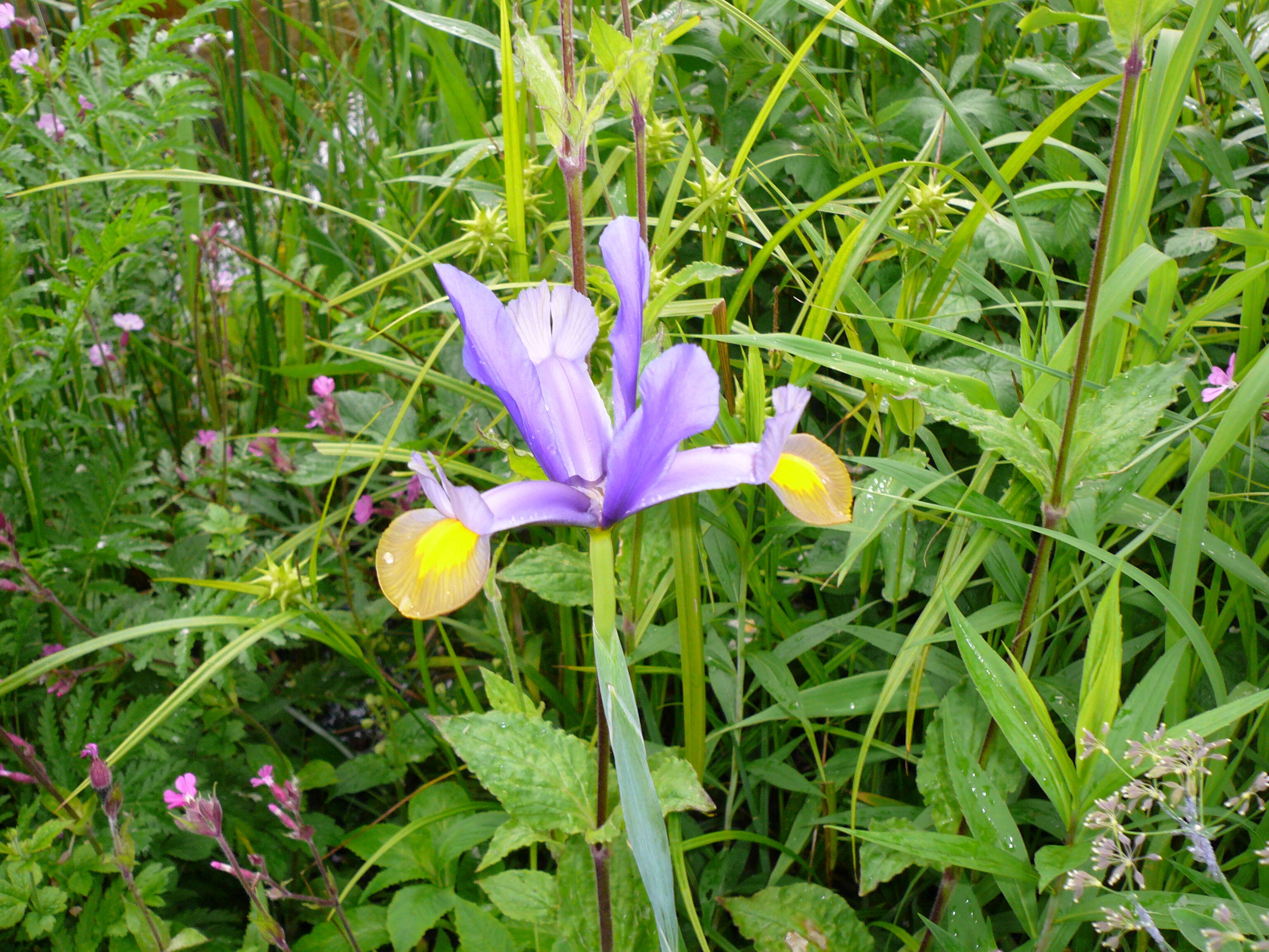 Image of Spanish iris