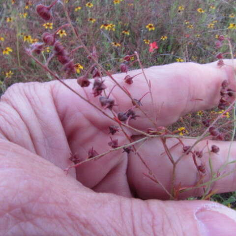 Image of San Saba pinweed