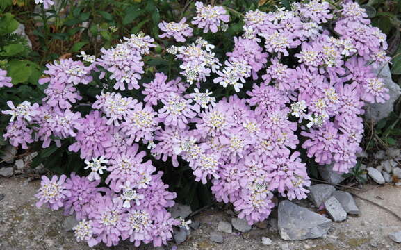 Imagem de Iberis gibraltarica L.