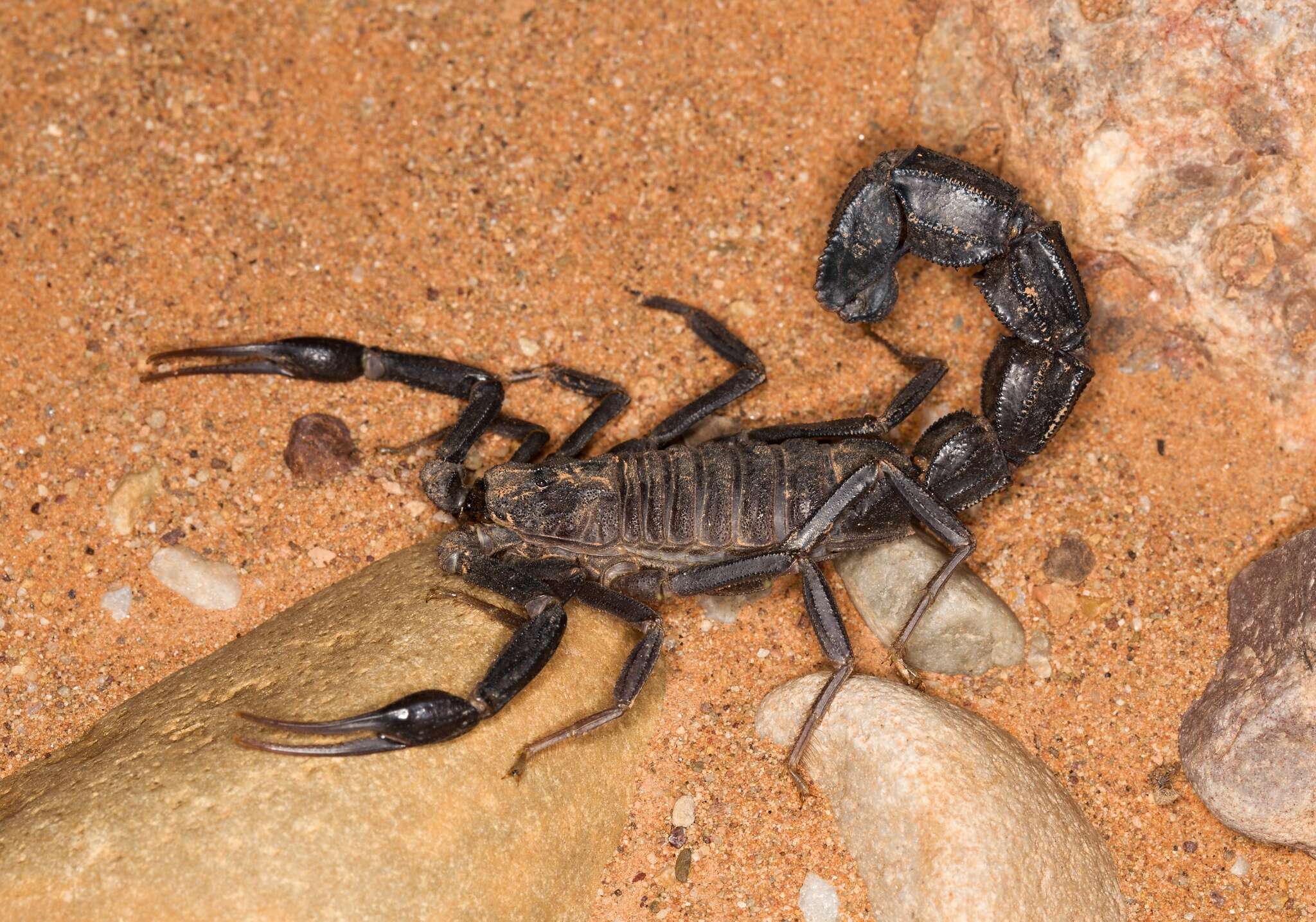 Androctonus liouvillei (Pallary 1924) resmi