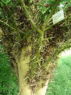 Image of Chinese honeylocust