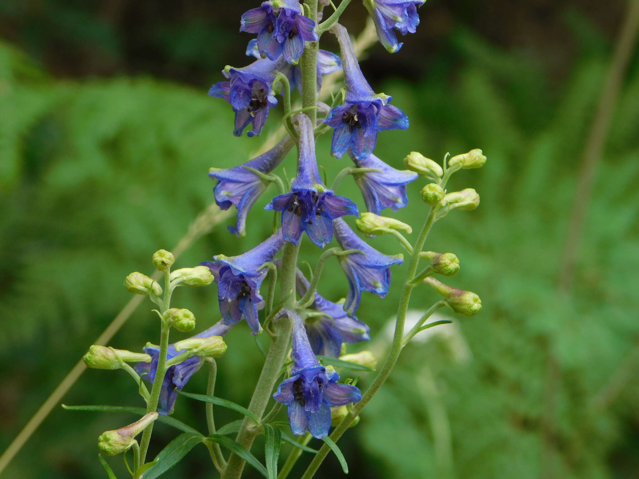 Plancia ëd Delphinium geraniifolium Rydb.