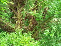 Image of Chinese honeylocust