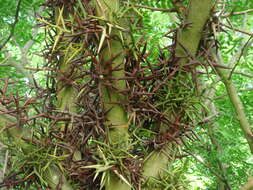 Image of Chinese honeylocust