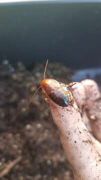 Image of Broad Wood Cockroach