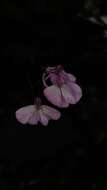 Image of Impatiens maculata Wight