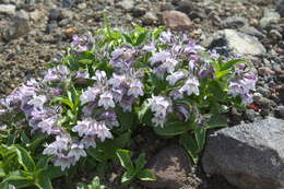 Image of Pennellianthus frutescens (Lamb.) Crosswhite