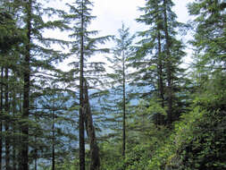 Image of western hemlock