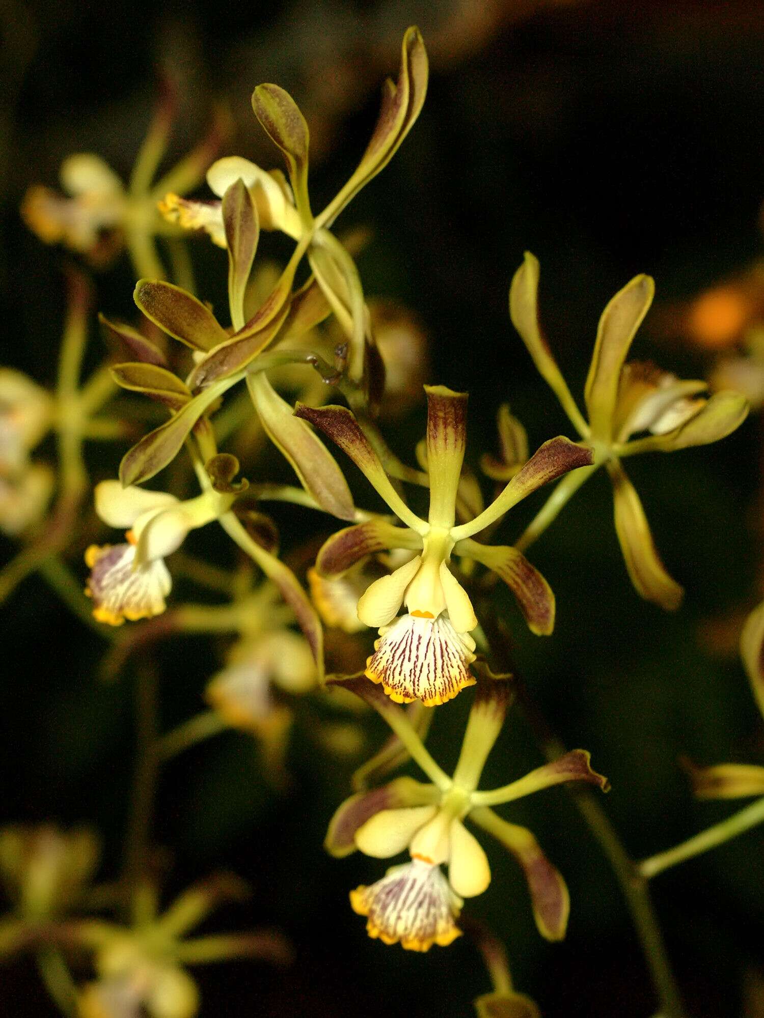 Image of Encyclia alata (Bateman) Schltr.