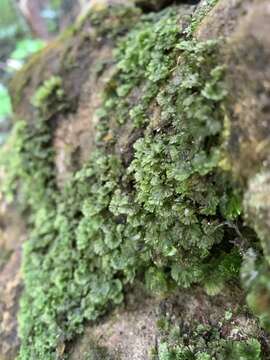 Image of tiny bristle fern