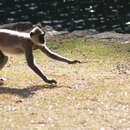 Image de Langur gris