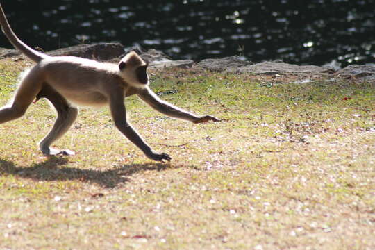 Image of Coromandel Sacred Langur