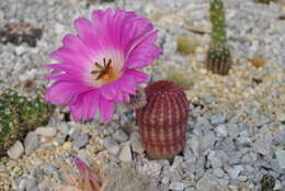 Image of Arizona Rainbow Cactus