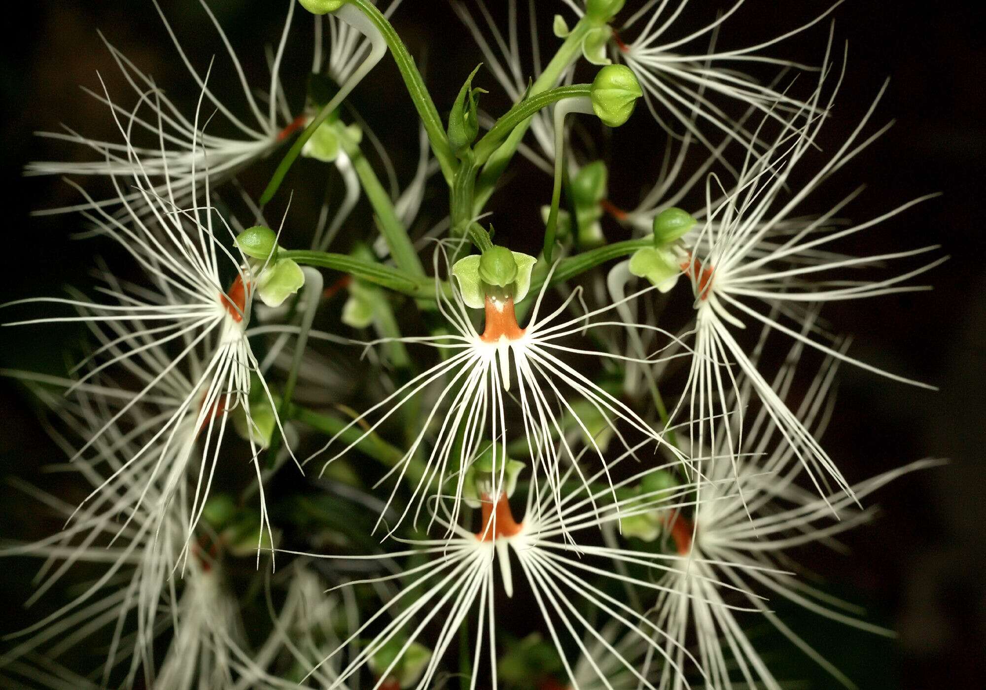 Habenaria medusa Kraenzl. resmi