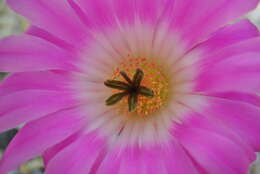 Image of Arizona Rainbow Cactus