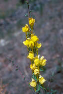 Image of Dalmatian toadflax