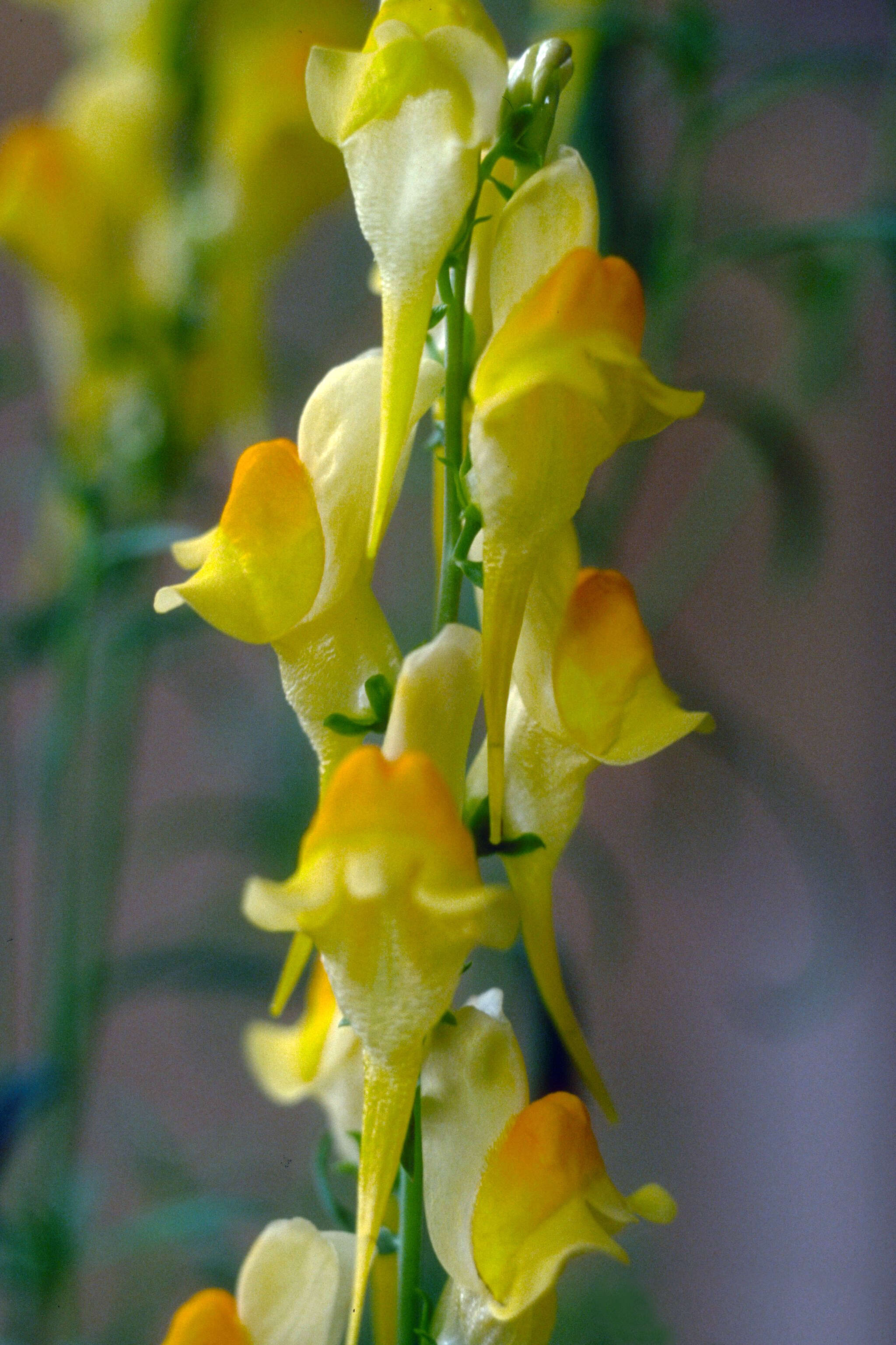 Plancia ëd Linaria dalmatica (L.) Mill.