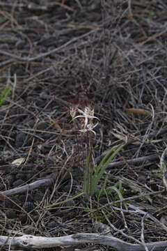 Caladenia exilis Hopper & A. P. Br.的圖片