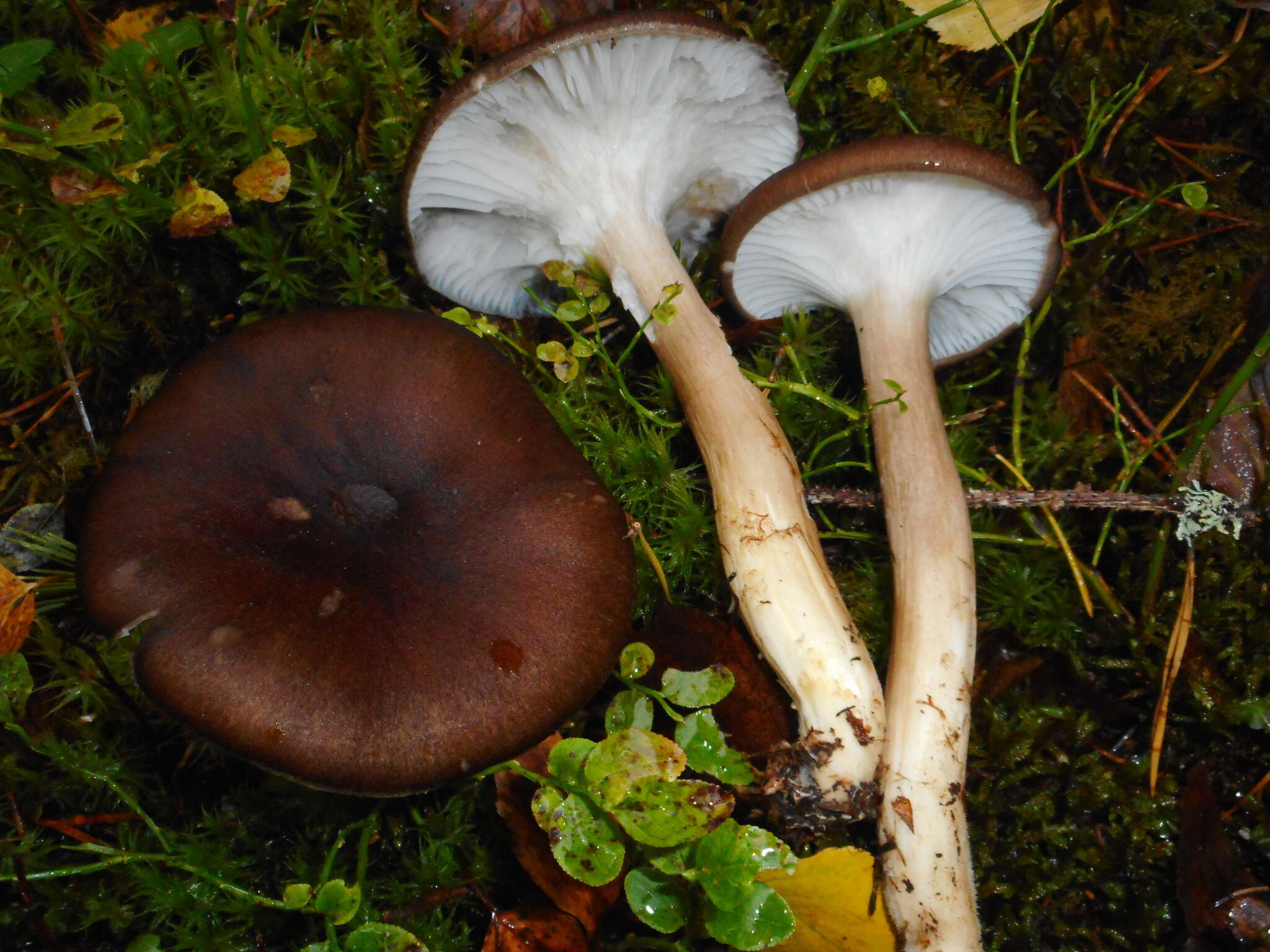 Image de Hygrophore à lamelles arquées