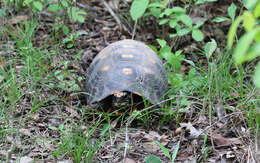 Image of Red-footed Tortoise