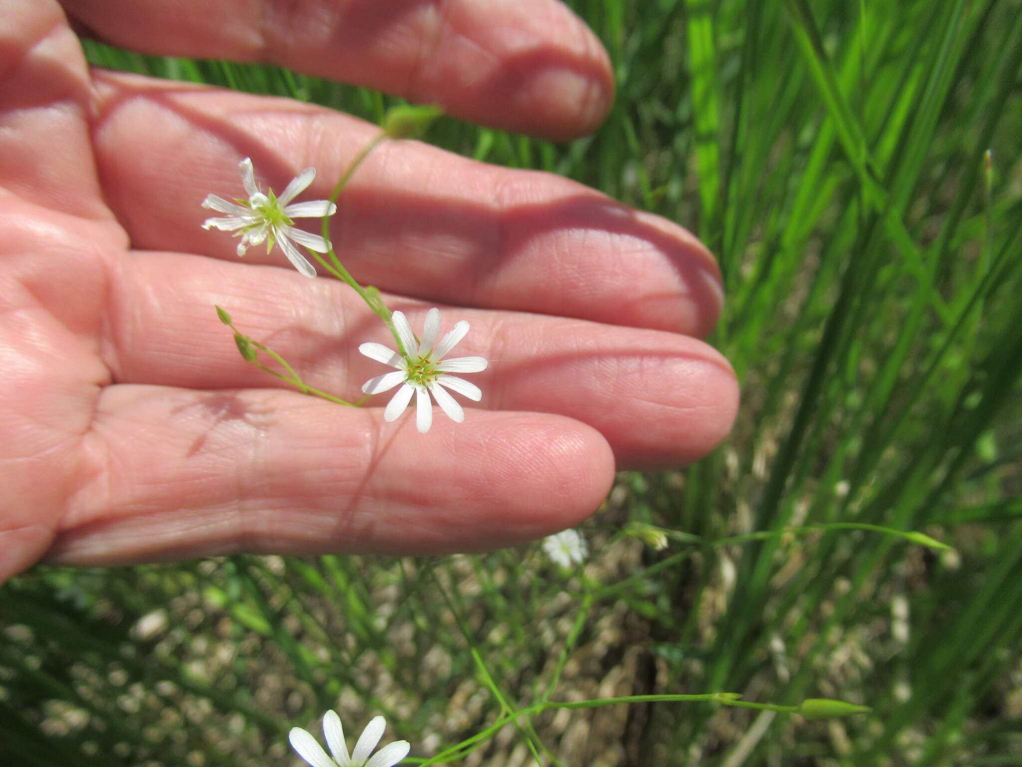 Image of Stellaria filicaulis Makino