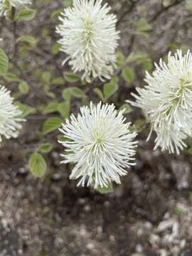 Imagem de Fothergilla gardenii Murr.