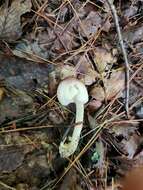 Image de Agaricus friesianus L. A. Parra, Olariaga & Callac 2013