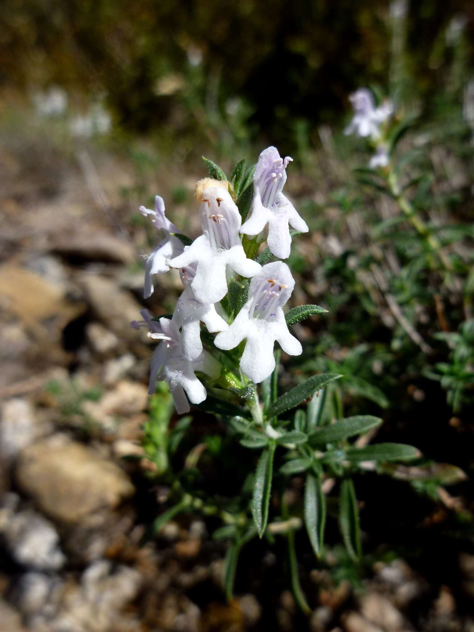 Image of perennial savory