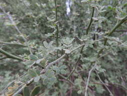 Image of Texas paloverde