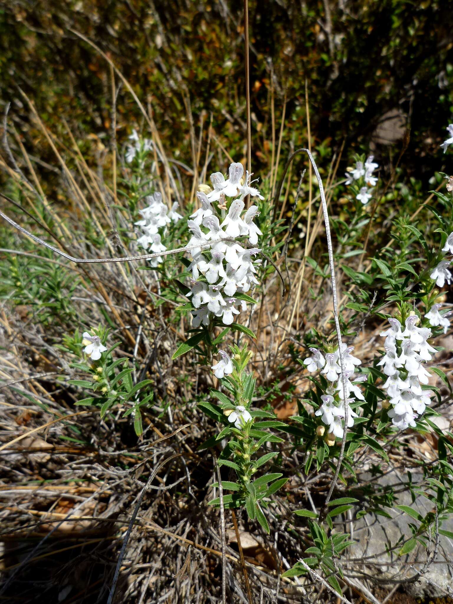 Image of perennial savory