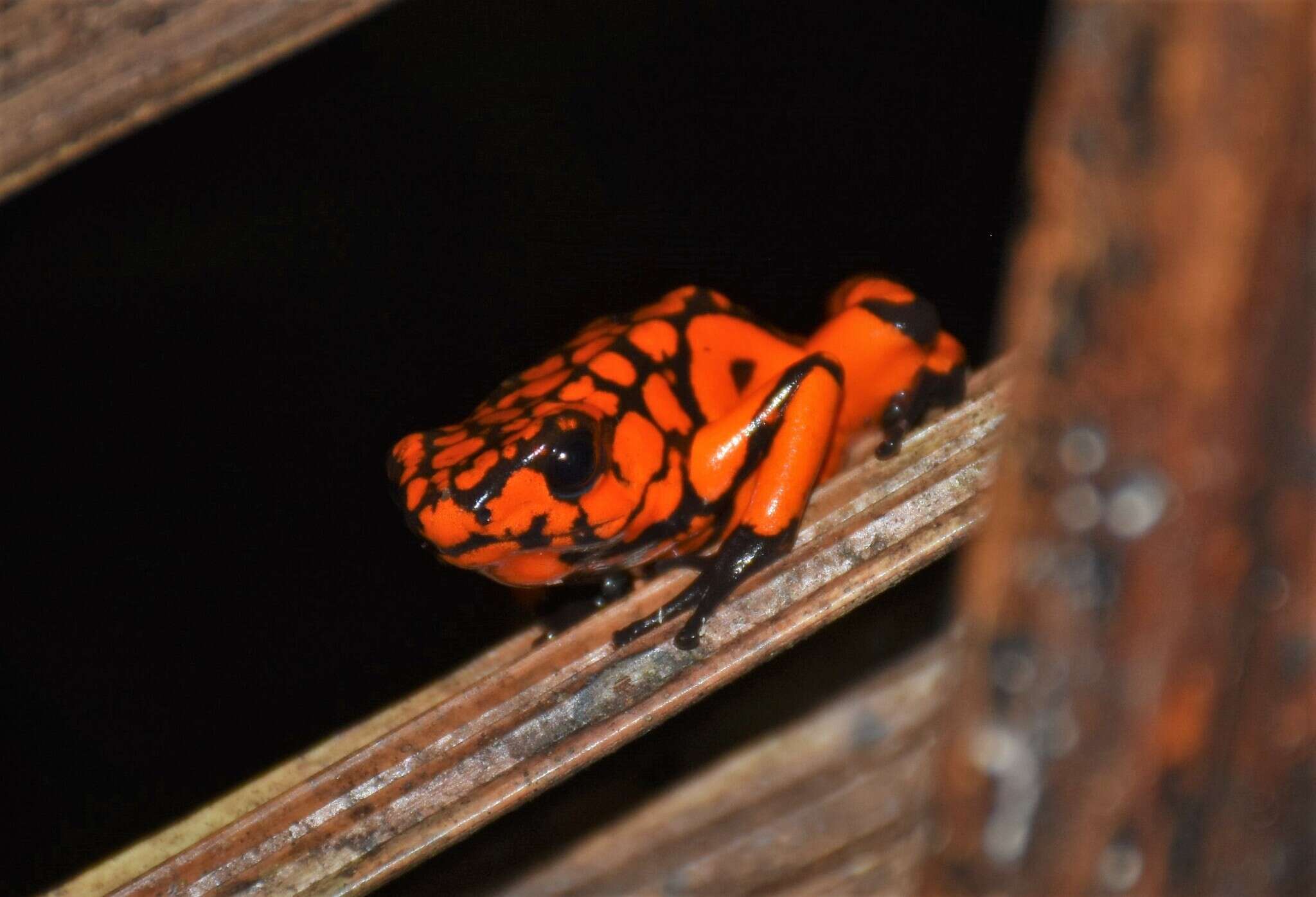 Image of Oophaga solanensis Posso-Terranova & Andrés 2018