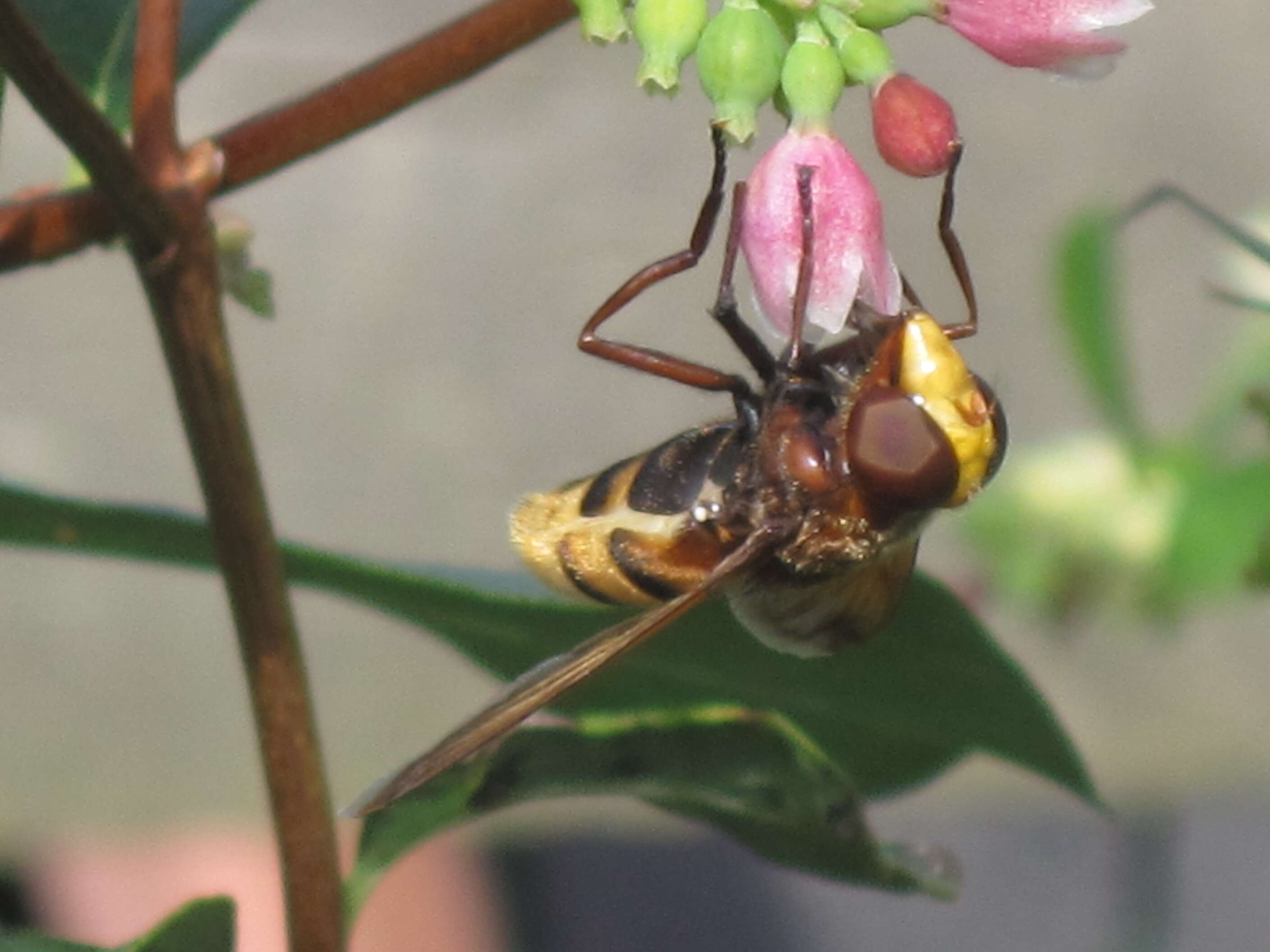 Image of Snowberry